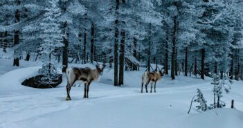 Le renne al centro del dibattito per lo Sweden